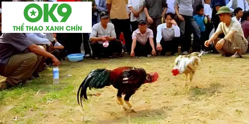 Các tiêu chuẩn của chiến kê đá gà đòn Các tiêu chuẩn của chiến kê đá gà đòn
