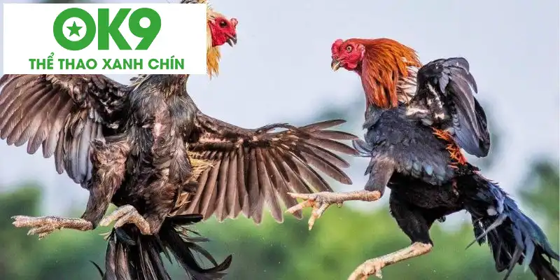 Phân loại vảy gà tứ quý Những dòng chiến kê sở hữu vảy gà tứ quý