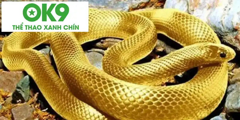 Giải đáp thắc mắc mơ thấy rắn đánh con gì để thắng lớn Giải đáp thắc mắc mơ thấy rắn đánh con gì để thắng lớn